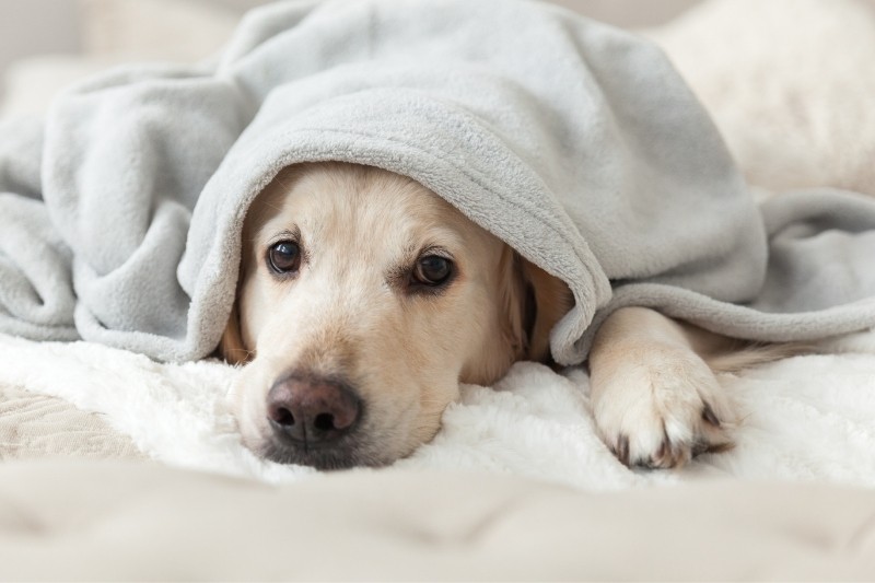 10 tips to protect dogs in winter
