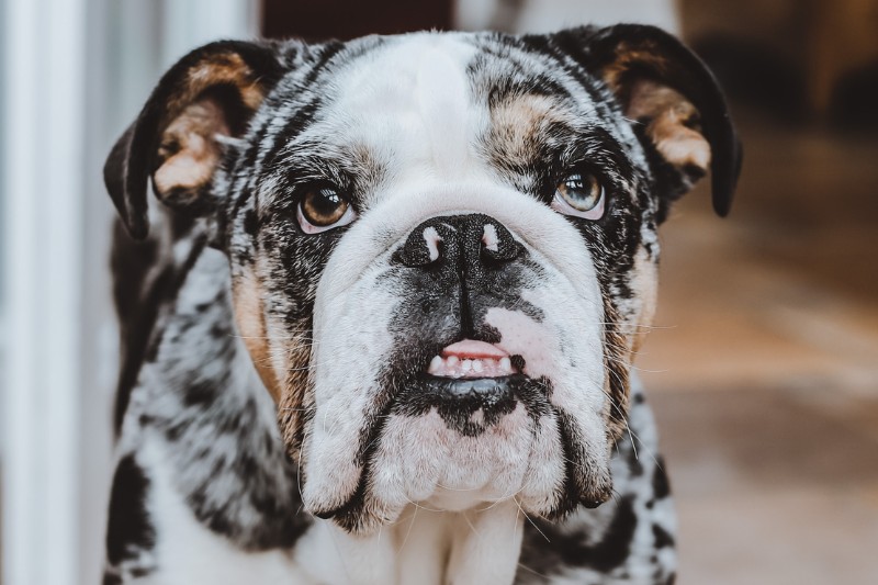 english bulldog with spots portrait