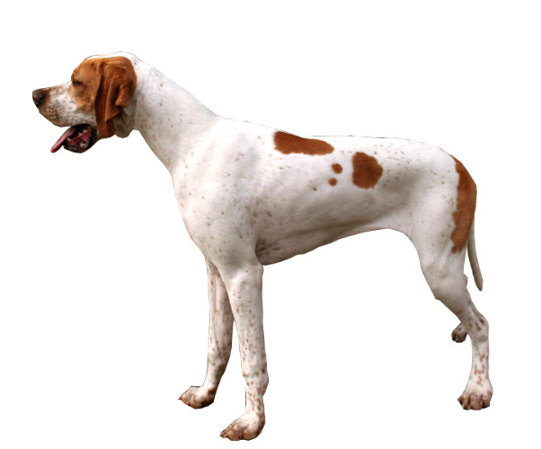english pointer