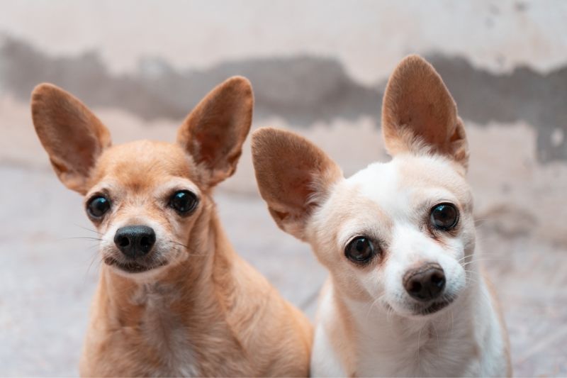 fawn chihuahua