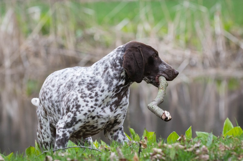 german shorthaired pointer with a stick