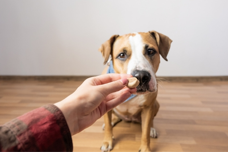 Giving treats to a dog : what you should know