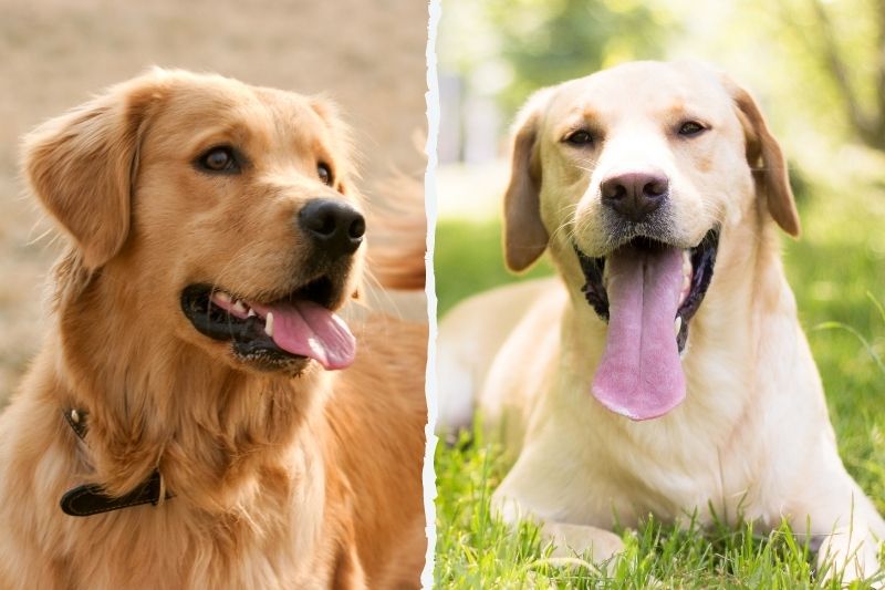 Labrador o Golden Retriever: ¿cuál elegir?