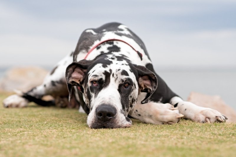 gran danes marron y blanco con manchas