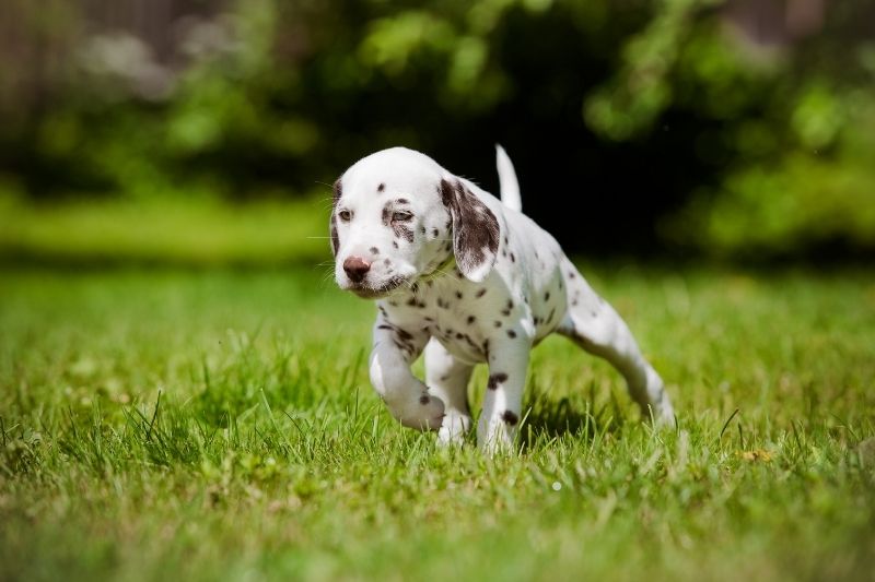 how to socialize a puppy