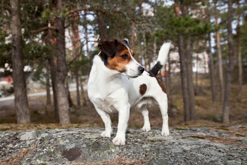 jack russell terrier en un bosque