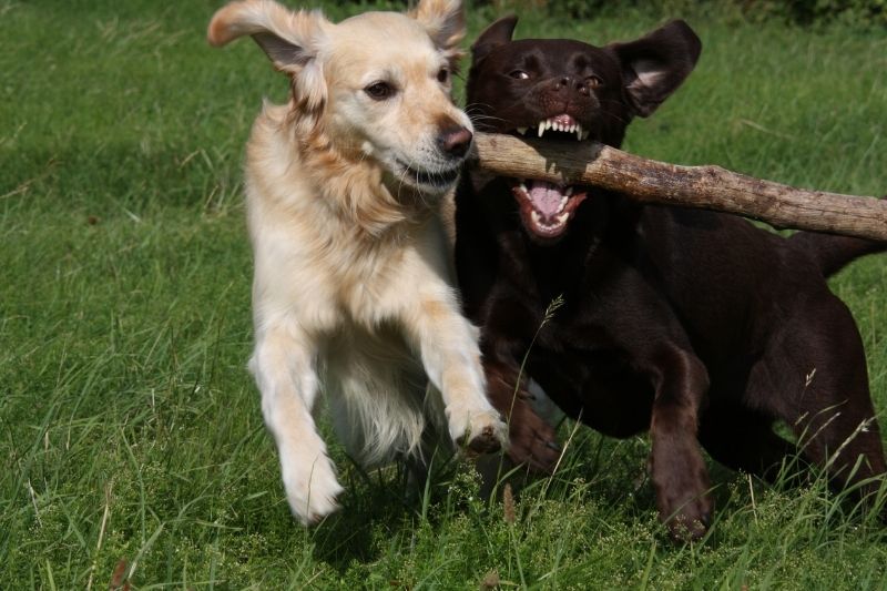 labrador golden retriever