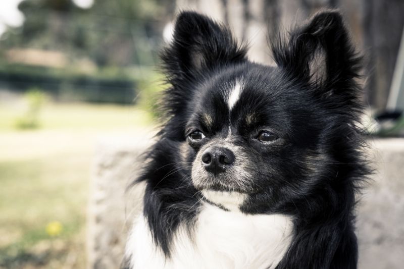 długi płaszcz chihuahua