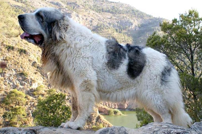 mastín del pirineo visto de perfil