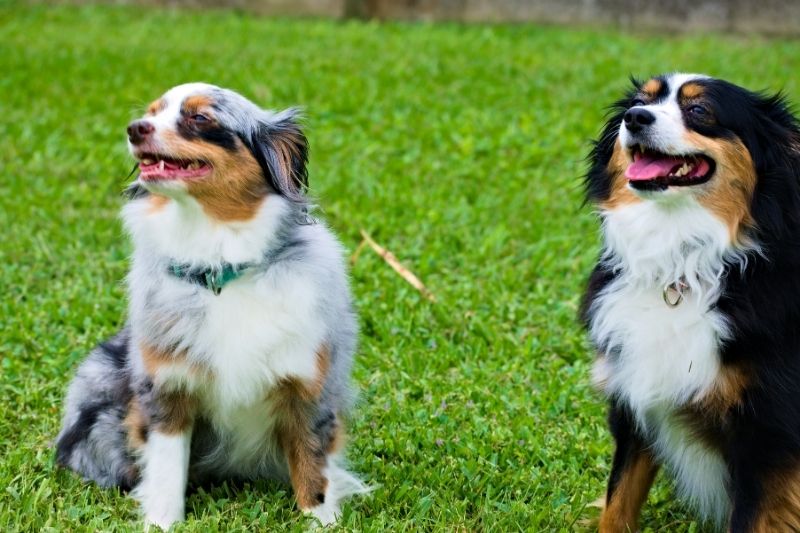men and female dogs