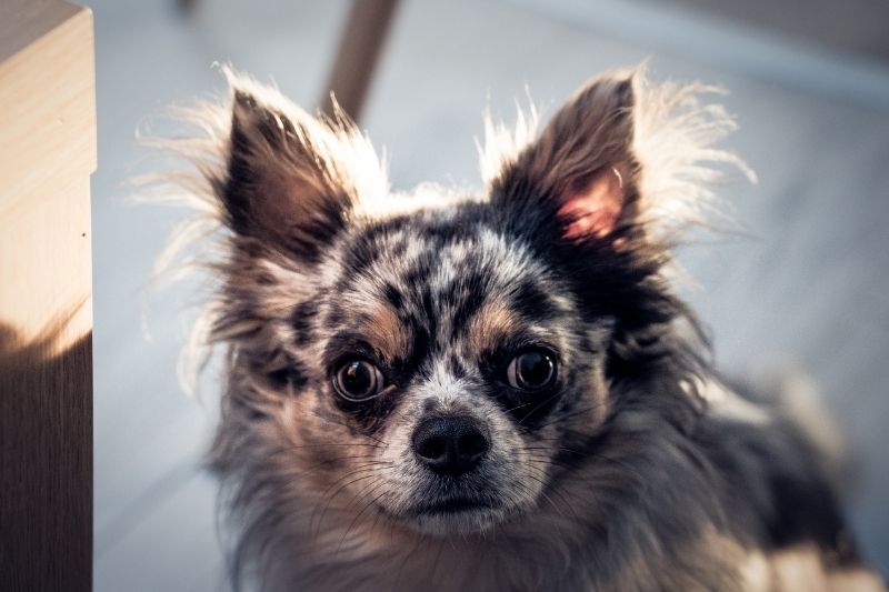 typy merle chihuahua