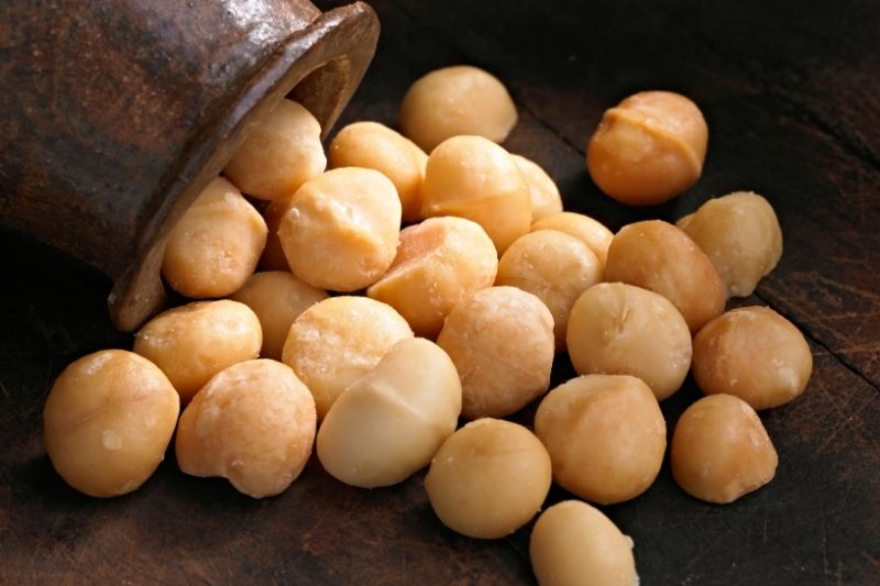 noix de macadamia chien