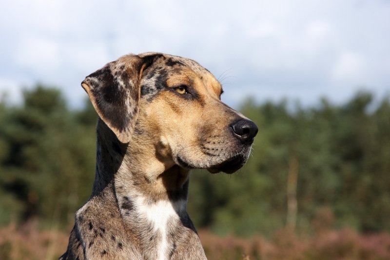 perro leopardo catahoula con fondo borroso