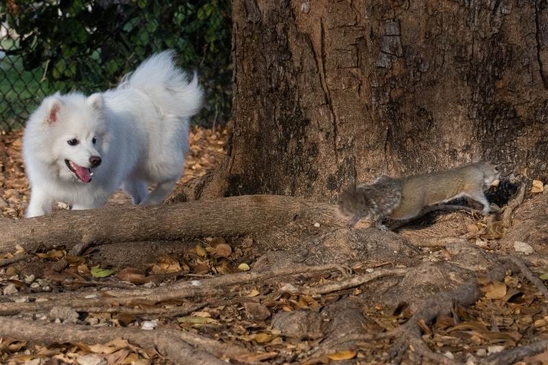 por que los perros persiguen a las ardillas