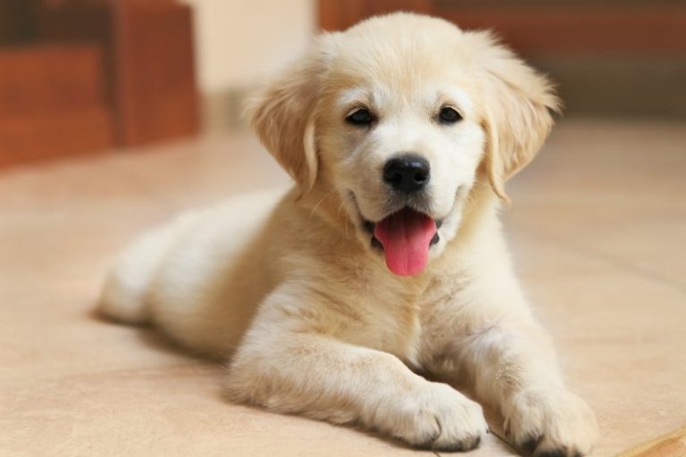 How to socialize a puppy? We give you 9 useful tips