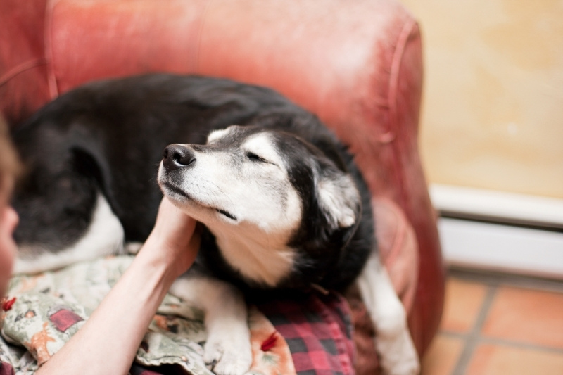 Does your dog like having its ears rubbed?