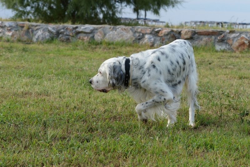 setter inglés en cesped