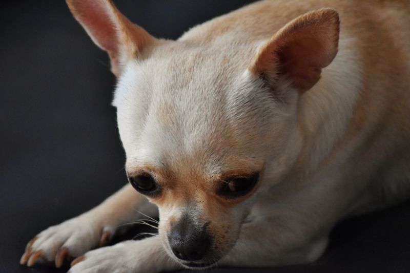 gładki płaszcz chihuahua