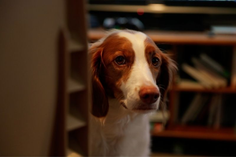 spaniel bretón en una casa