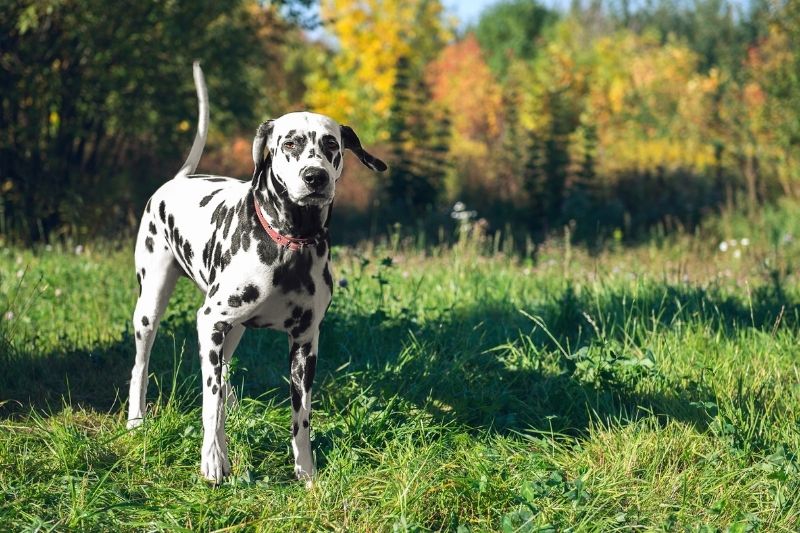 spotted dog