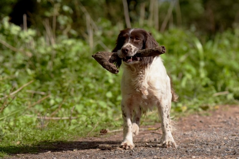 spriner spaniel ingles con palo en la boca