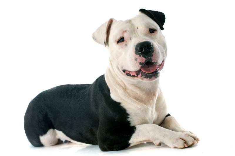 staffordshire terrier laying down