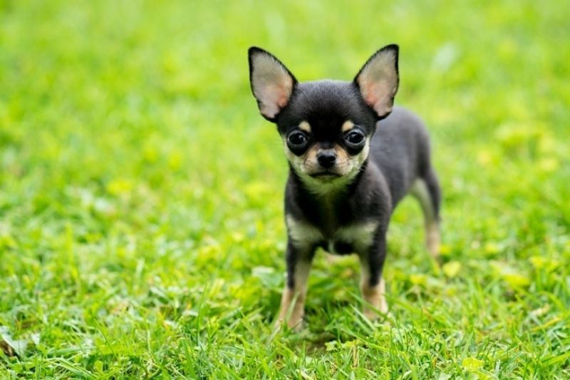 filiżanka chihuahua