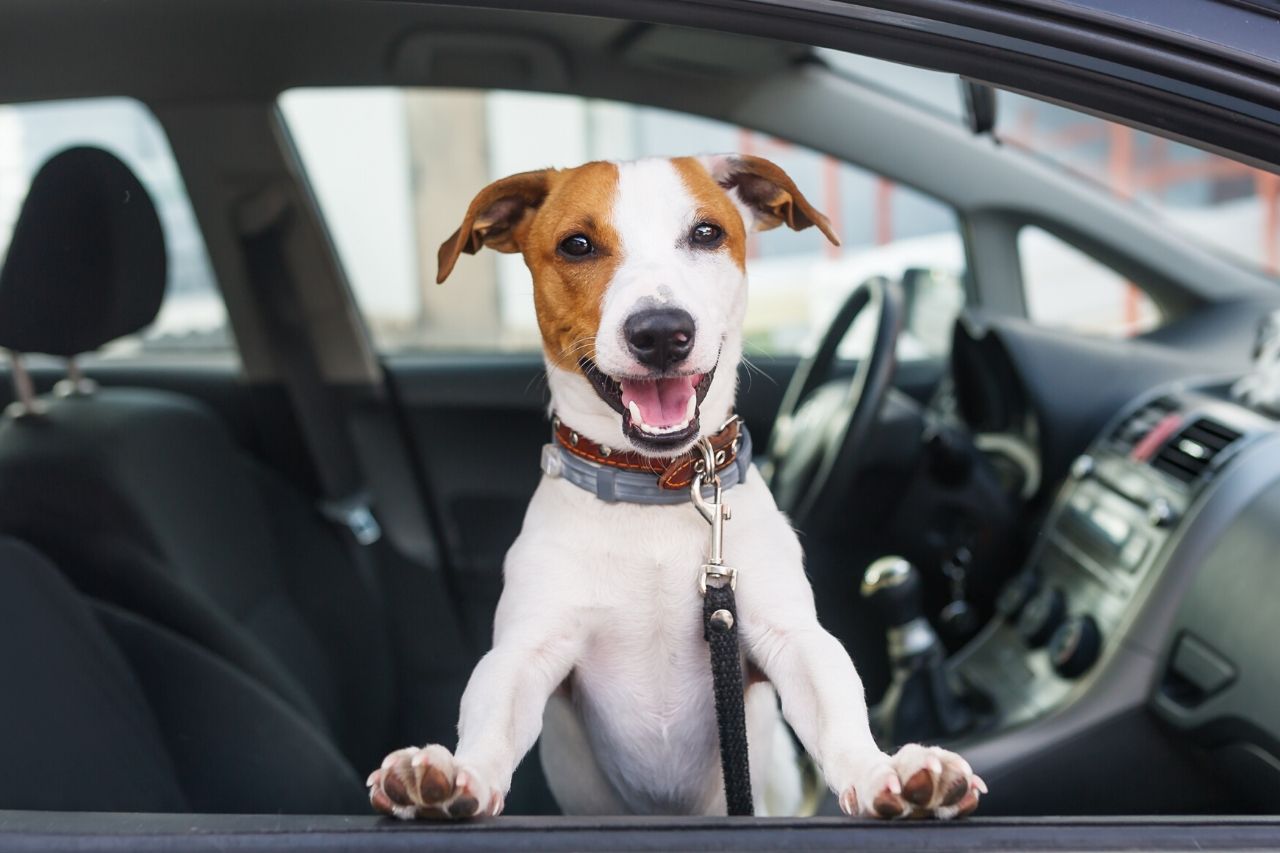 How to travel by car with your dog?