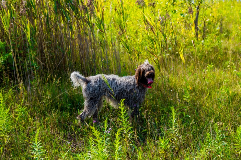 wire haired pointing griffon standing in field