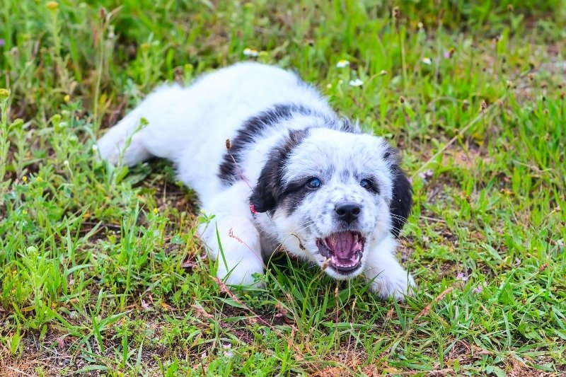 À quel âge les chiots commencent-ils à aboyer ?