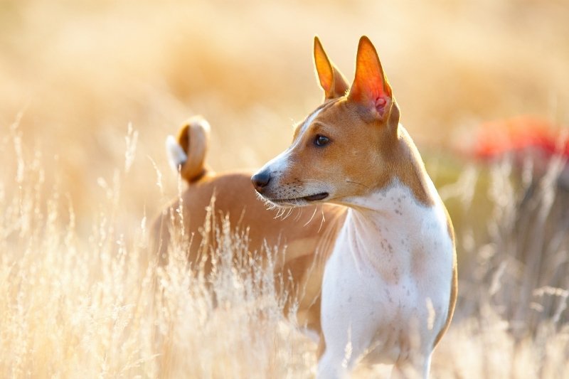 basenji aboie pas