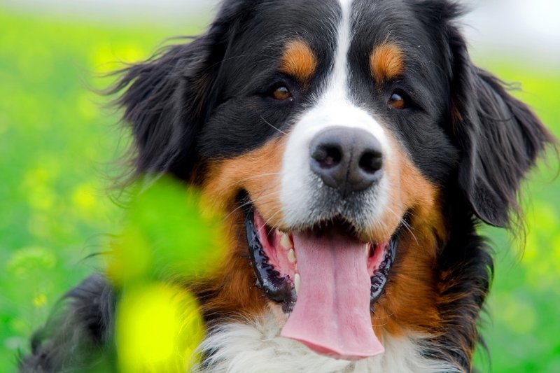 bernese mountain dog dont bark