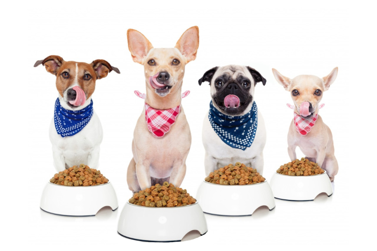 How to choose the best dog food? The detailed answer from a vet