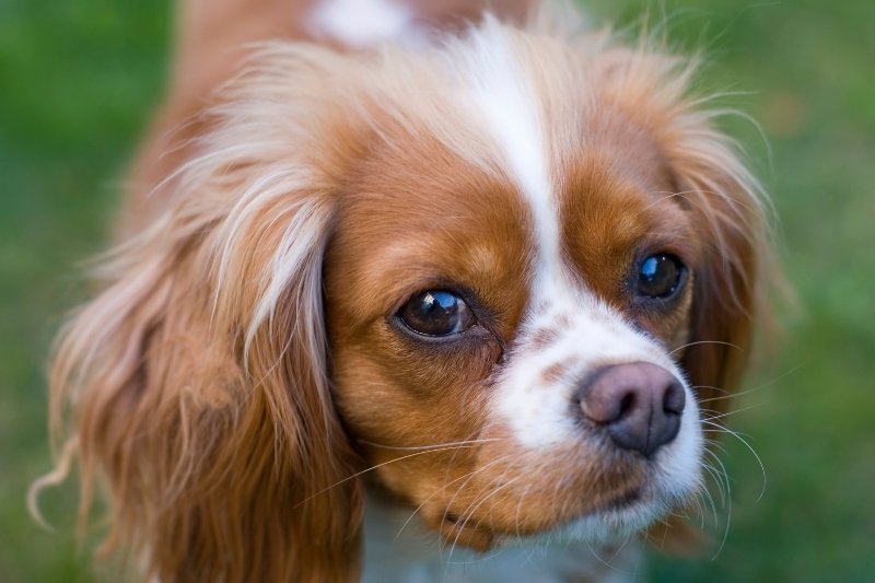 cavalier king charles spaniel barkless