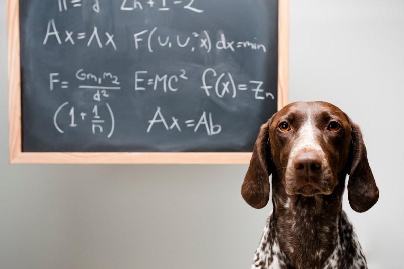 ¿Cómo de inteligentes son los perros?