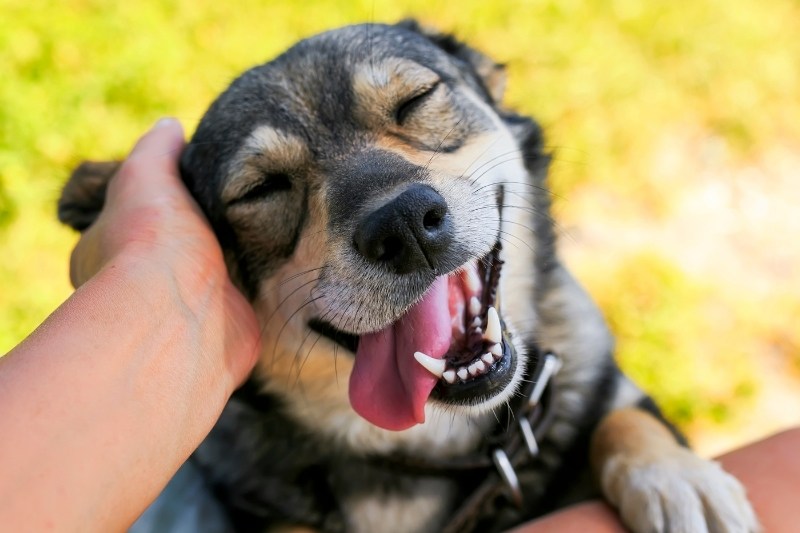 Do dogs smile and laugh?