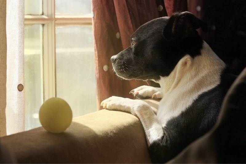 dog looking out window