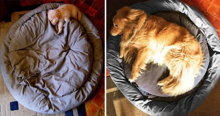10 photos avant et après de chiens qui grandissent