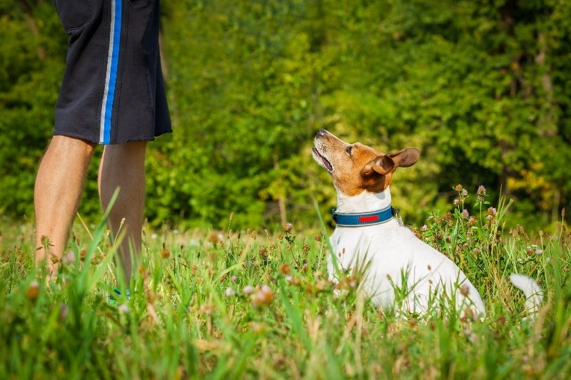 empecher chien qui saute