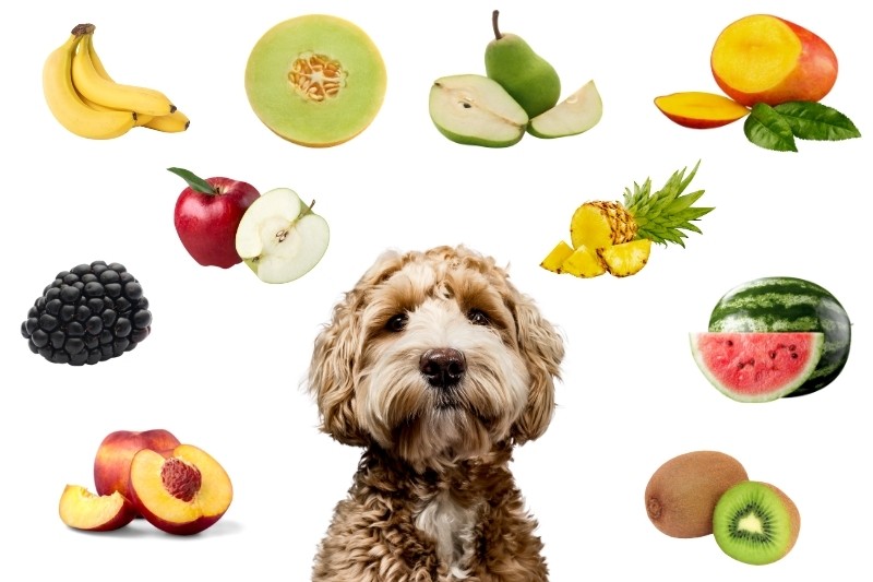 10 fruits que votre chien PEUT manger