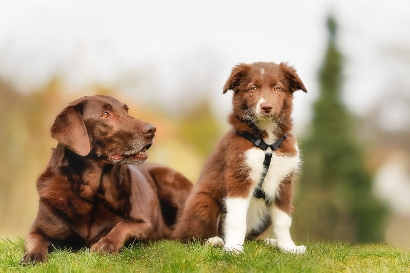 How to introduce a puppy to an older dog?