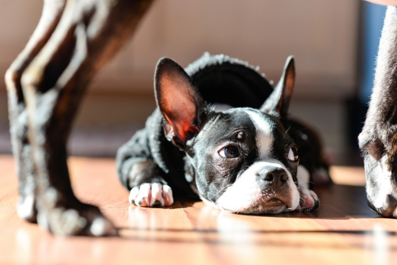 introducing a puppy to another dog