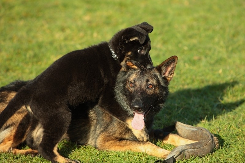 introducing puppy to older dog