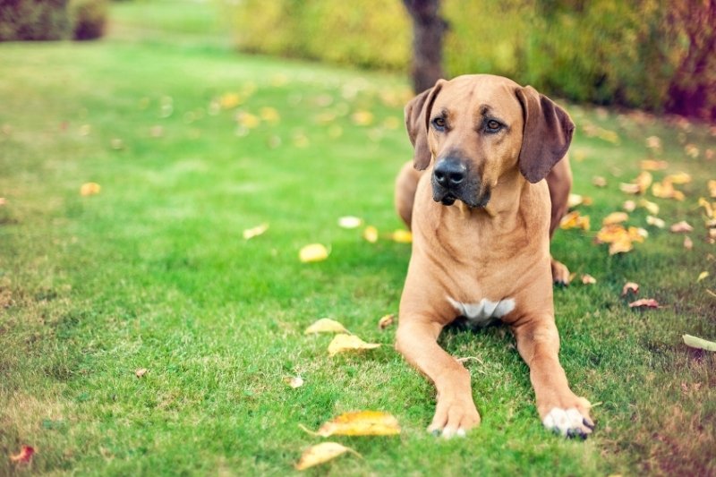 le rhodesian ridgeback aboie t il