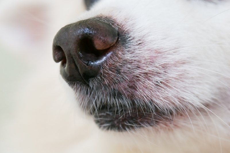 moustaches chien