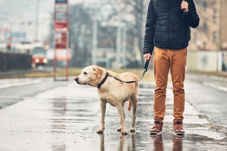 7 consejos para pasear al perro cuando llueve