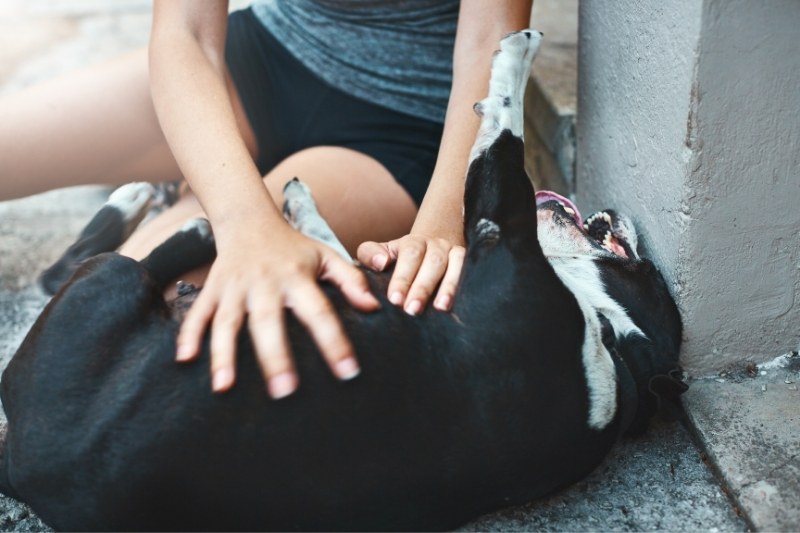perros cosquillas