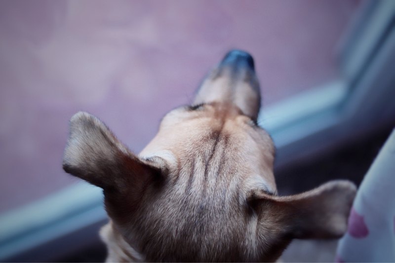 pourquoi mon chien regarde t il par la fenetre