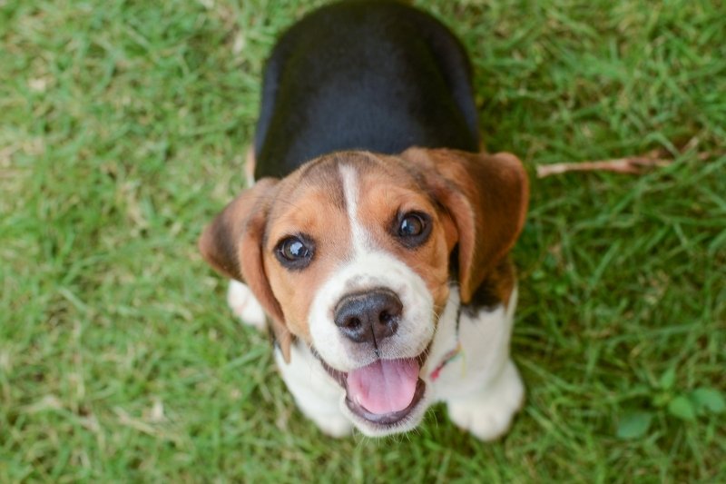puppy or dog