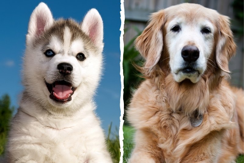 Puppy vs Adult Dog: which one should I choose?